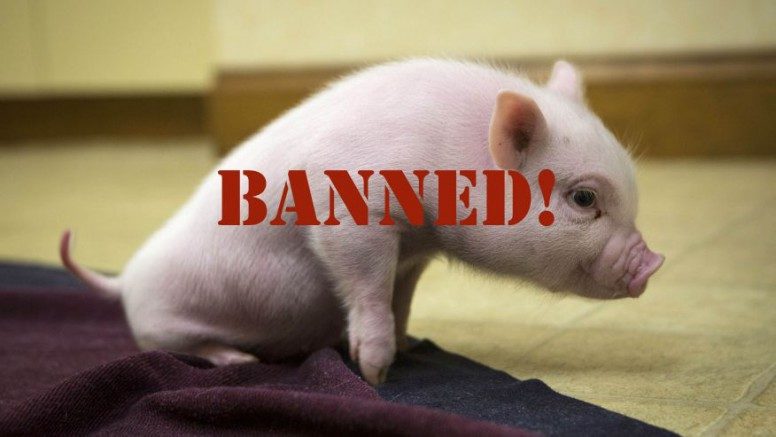 Muslim Rights: Pork products now BANNED from public schools. Students face fines for bringing pork from home.